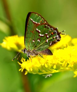 Today's Mass Extinction and Holocene-Anthropocene Thermal Maximum (32762086642)