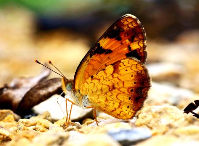 Today's Mass Extinction and Holocene-Anthropocene Thermal Maximum (32377695285)