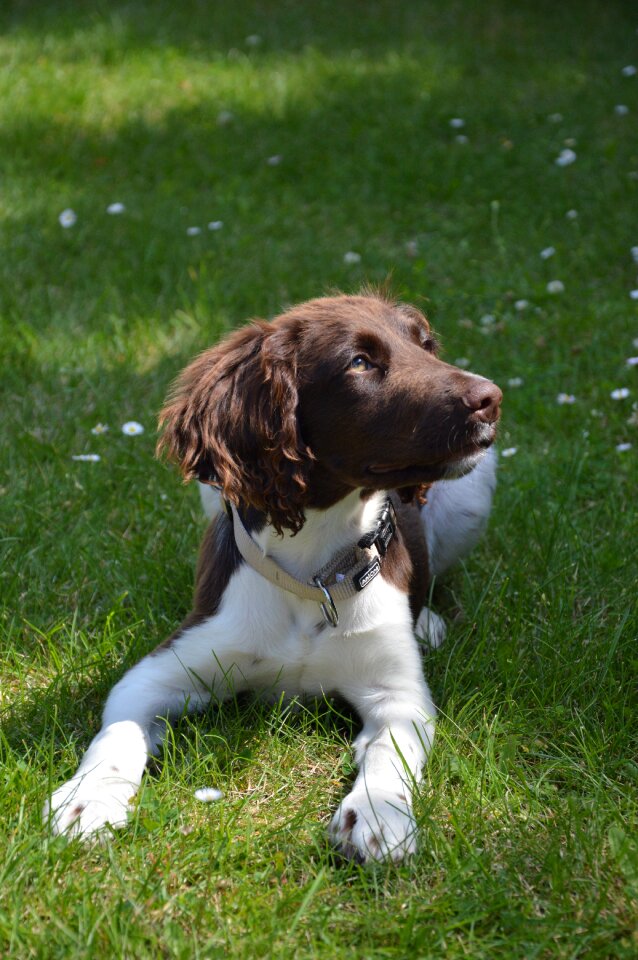 Puppy animal münsterländer