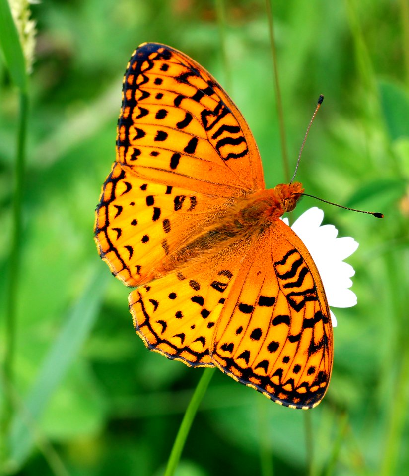 Today's Mass Extinction and Holocene-Anthropocene Thermal Maximum (31191371242)