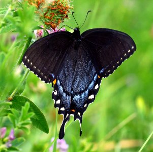 Today's Mass Extinction and Holocene-Anthropocene Thermal Maximum (31426637093)