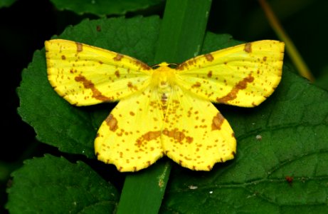 Today's Mass Extinction and Holocene-Anthropocene Thermal Maximum (32656262695)