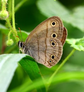 Today's Mass Extinction and Holocene-Anthropocene Thermal Maximum (31813281524)