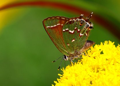 Today's Mass Extinction and Holocene-Anthropocene Thermal Maximum (32827164906)