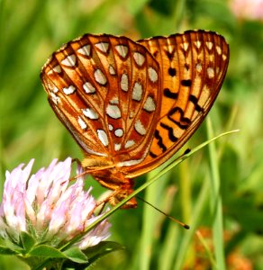 Today's Mass Extinction and Holocene-Anthropocene Thermal Maximum (33505819362)