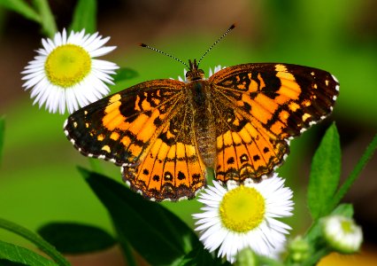 Today's Mass Extinction and Holocene-Anthropocene Thermal Maximum (32929042936)