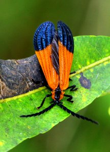 Today's Mass Extinction and Holocene-Anthropocene Thermal Maximum (33705348651)
