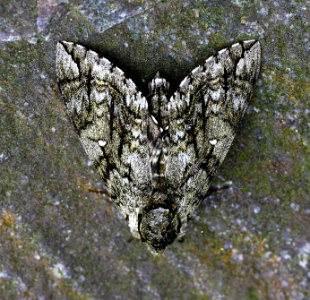 Today's Mass Extinction and Holocene-Anthropocene Thermal Maximum (32496412641)