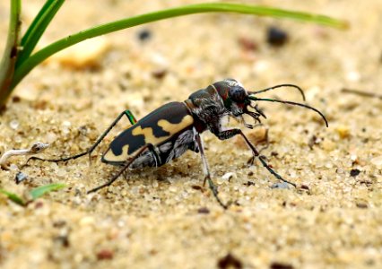 Today's Mass Extinction and Holocene-Anthropocene Thermal Maximum (33987273103)