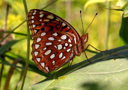 Today's Mass Extinction and Holocene-Anthropocene Thermal Maximum (33505821862)