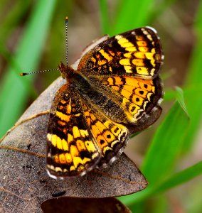 Today's Mass Extinction and Holocene-Anthropocene Thermal Maximum (34133971333)