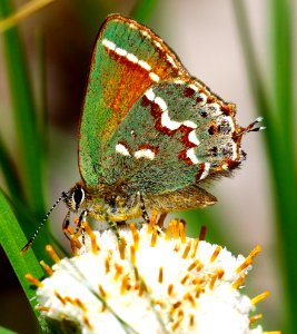 Today's Mass Extinction and Holocene-Anthropocene Thermal Maximum (33937031493)
