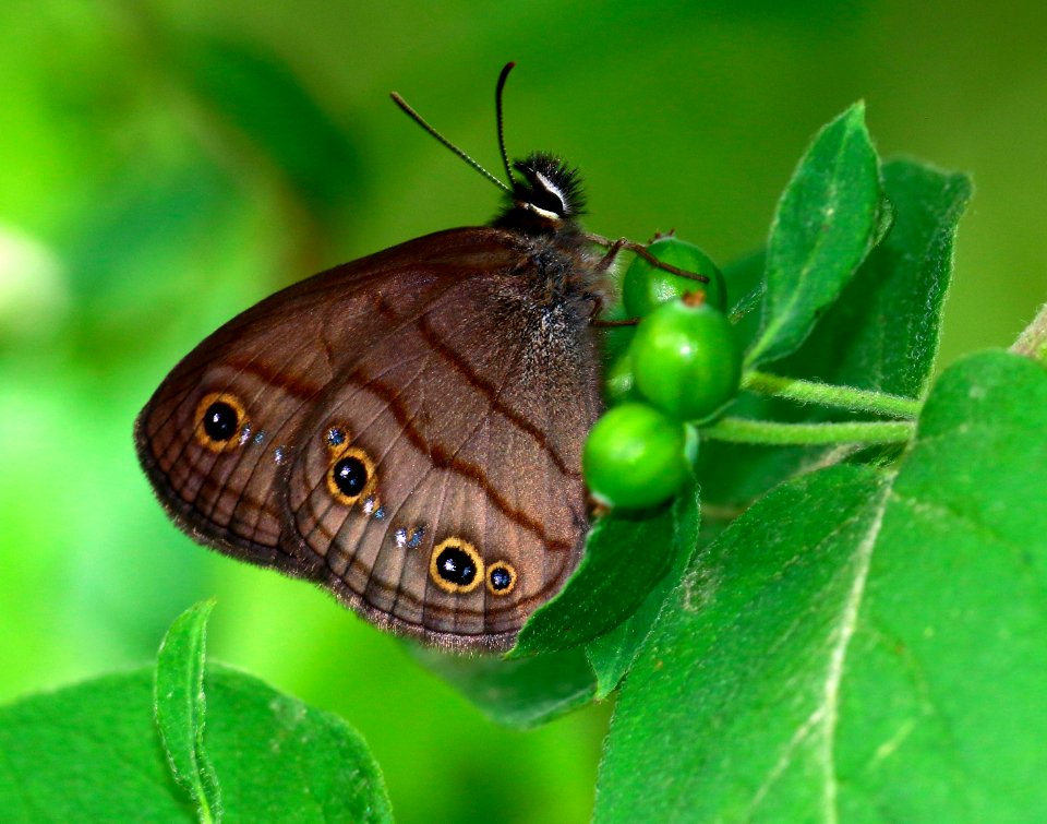 Today's Mass Extinction and Holocene-Anthropocene Thermal Maximum (34267781114)
