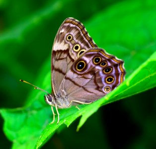 Today's Mass Extinction and Holocene-Anthropocene Thermal Maximum (34837659903)