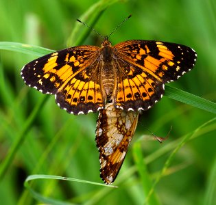 Today's Mass Extinction and Holocene-Anthropocene Thermal Maximum (32992043626)