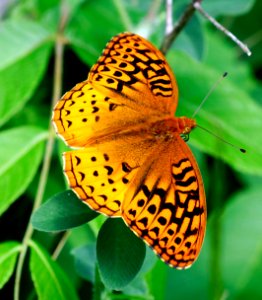 Today's Mass Extinction and Holocene-Anthropocene Thermal Maximum (34854574624)