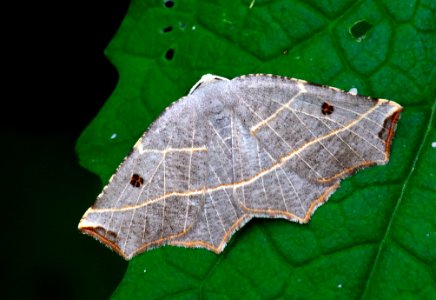 Today's Mass Extinction and Holocene-Anthropocene Thermal Maximum (34983999722)