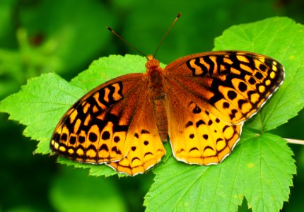 Today's Mass Extinction and Holocene-Anthropocene Thermal Maximum (33505815252)