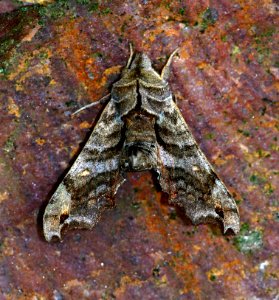 Today's Mass Extinction and Holocene-Anthropocene Thermal Maximum (35003035175)