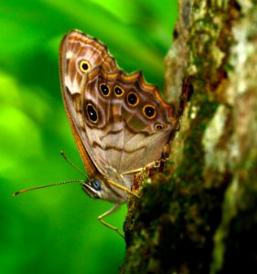 Today's Mass Extinction and Holocene-Anthropocene Thermal Maximum (35429912970)
