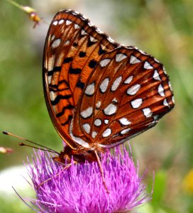 Today's Mass Extinction and Holocene-Anthropocene Thermal Maximum (33540259941)