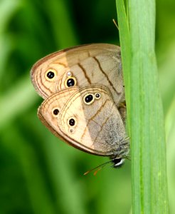 Today's Mass Extinction and Holocene-Anthropocene Thermal Maximum (33676997241)