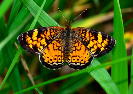 Today's Mass Extinction and Holocene-Anthropocene Thermal Maximum (34904164216)