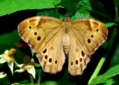 Today's Mass Extinction and Holocene-Anthropocene Thermal Maximum (36286672591)