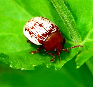 Today's Mass Extinction and Holocene-Anthropocene Thermal Maximum (35009783856)