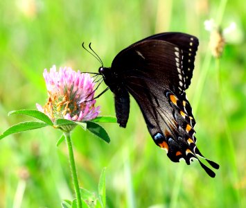 TODAY'S MASS EXTINCTION AND HOLOCENE-ANTHROPOCENE THERMAL MAXIMUM (36507642356)