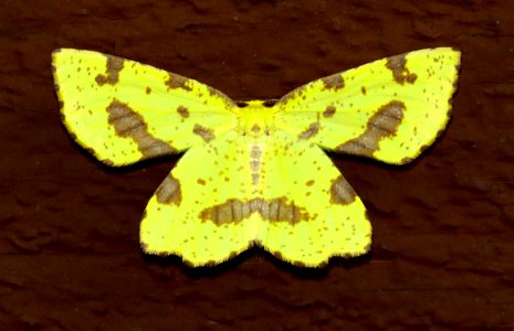 Today's Mass Extinction and Holocene-Anthropocene Thermal Maximum (36859103471)