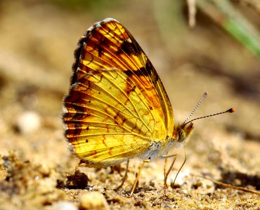 Today's Mass Extinction and Holocene-Anthropocene Thermal Maximum (36959365501)