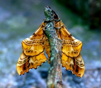 Today's Mass Extinction and Holocene-Anthropocene Thermal Maximum (36286679101)