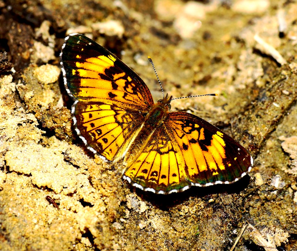 TODAY'S MASS EXTINCTION AND HOLOCENE-ANTHROPOCENE THERMAL MAXIMUM (37052471980)