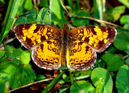 Today's Mass Extinction and Holocene-Anthropocene Thermal Maximum (37672861395)