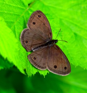 Today's Mass Extinction and Holocene-Anthropocene Thermal Maximum (38410177455)