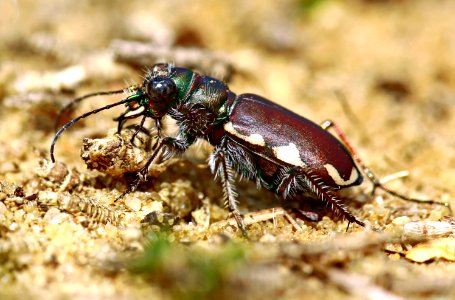 Today's Mass Extinction and Holocene-Anthropocene Thermal Maximum (34744094015)