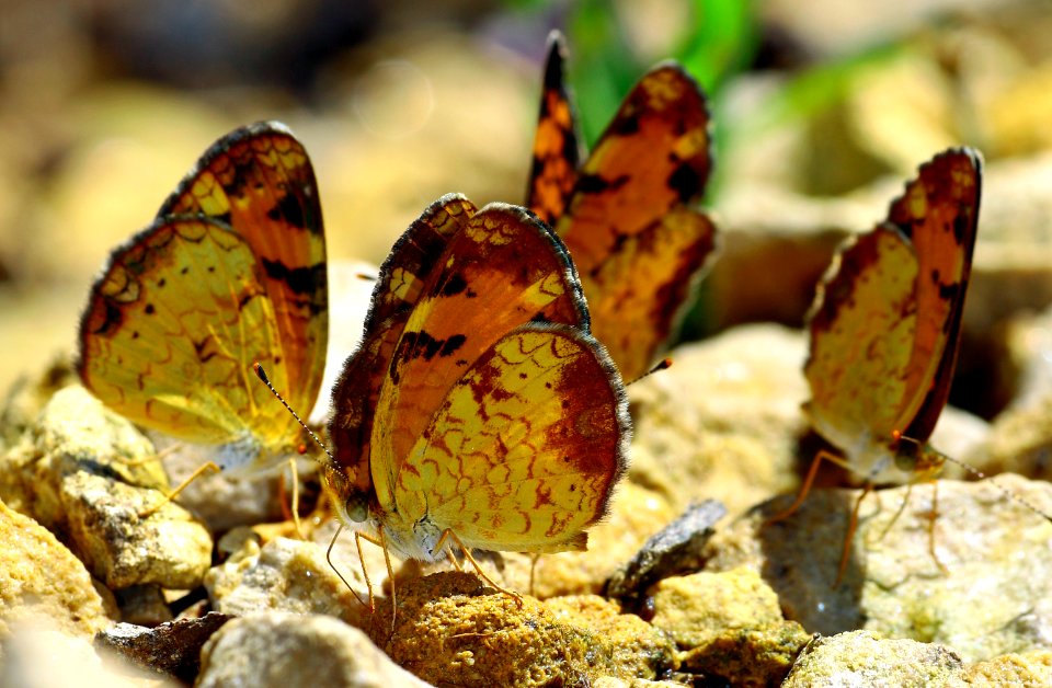 Today's Mass Extinction and Holocene-Anthropocene Thermal Maximum (38460431411)