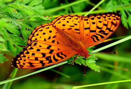Today's Mass Extinction and Holocene-Anthropocene Thermal Maximum (38603760734)