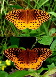 Today's Mass Extinction and Holocene-Anthropocene Thermal Maximum (38911986381)