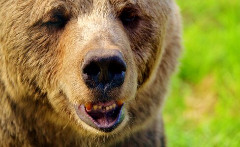 Dangerous animal world fur