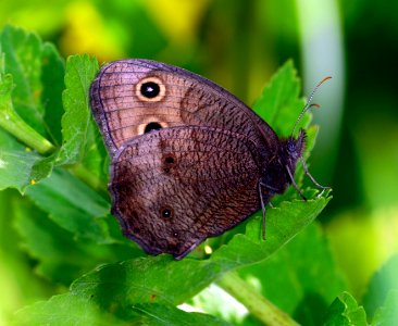 Today's Mass Extinction and Holocene-Anthropocene Thermal Maximum (36981988161)