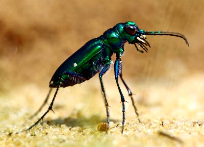 Today's Mass Extinction and Holocene-Anthropocene Thermal Maximum (35148818255)