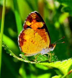 Today's Mass Extinction and Holocene-Anthropocene Thermal Maximum (39027409585)