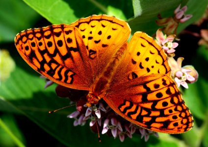 Today's Mass Extinction and Holocene-Anthropocene Thermal Maximum (39108734361)