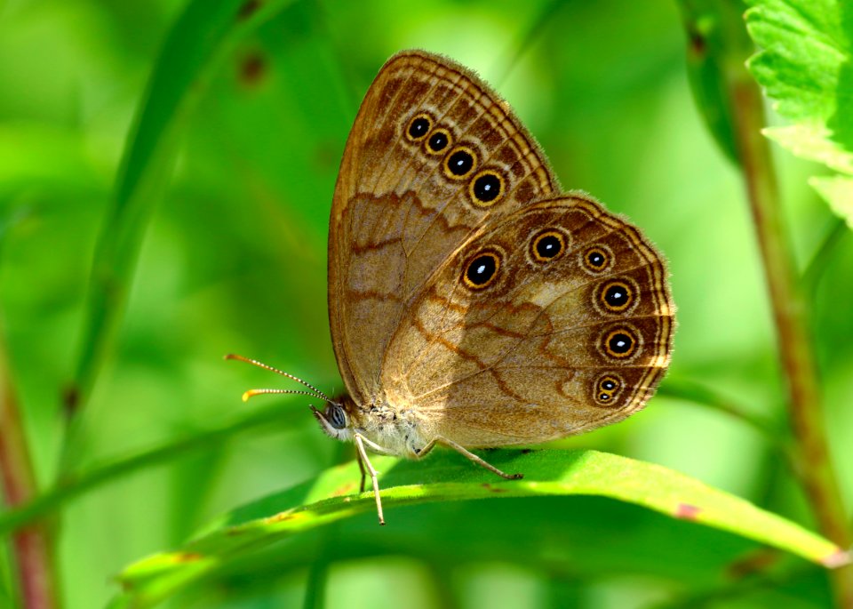 Today's Mass Extinction and Holocene-Anthropocene Thermal Maximum (39369562701)