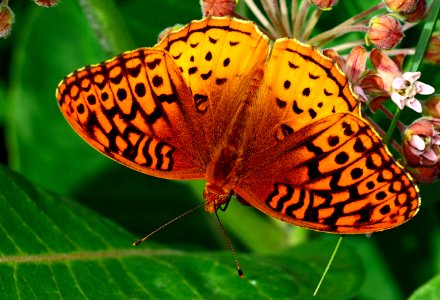 Today's Mass Extinction and Holocene-Anthropocene Thermal Maximum (39451449782)