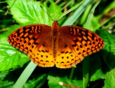 Today's Mass Extinction and Holocene-Anthropocene Thermal Maximum (40936218931)