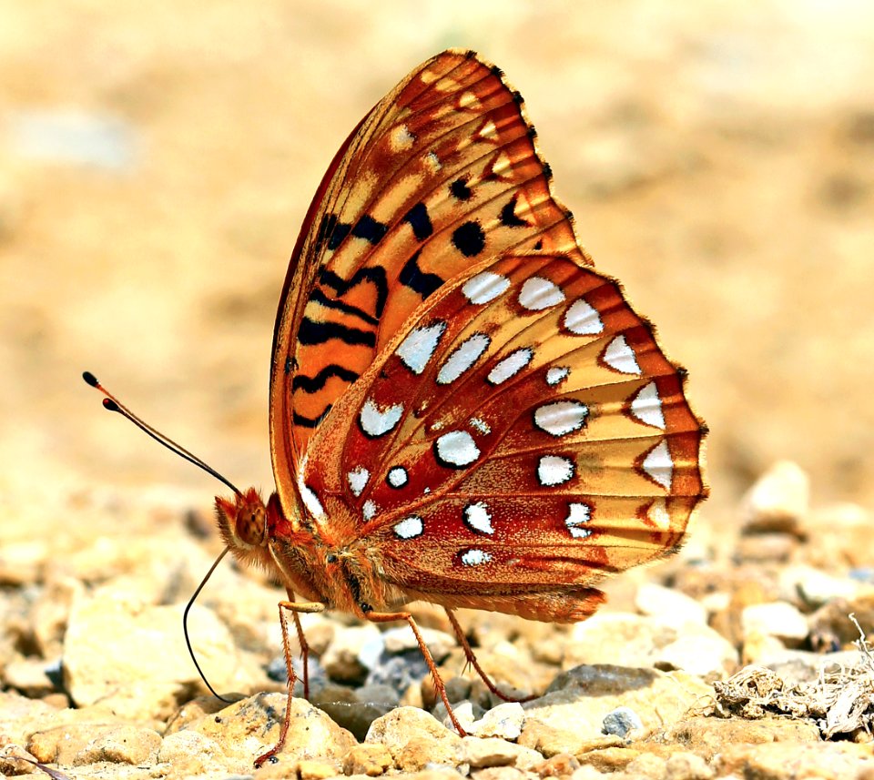 Today's Mass Extinction and Holocene-Anthropocene Thermal Maximum (38622060646)