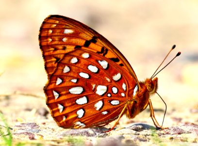 Today's Mass Extinction and Holocene-Anthropocene Thermal Maximum (41329339860)